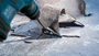 vloerschraper sds-plus bosch-6 vloerschraper sds-plus bosch-6
