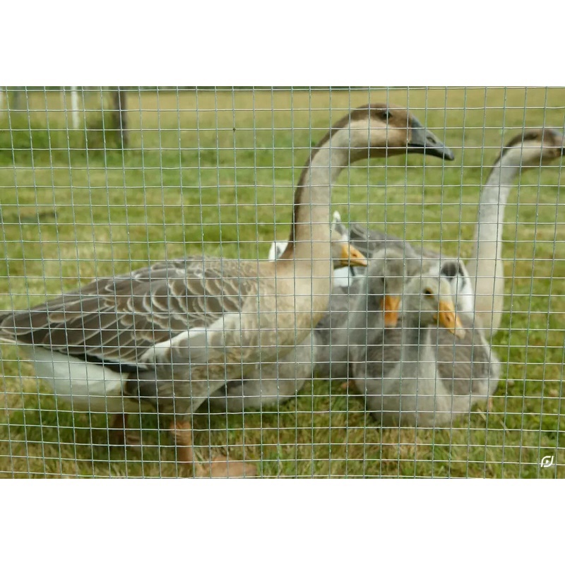 gaas tuin voliere aravis verzinkt-4